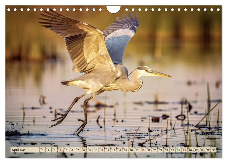 Produktbild: Silberreiher - pure Eleganz (Wandkalender 2027 DIN A4 quer), CALVENDO Monatskalender