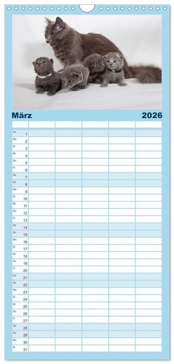 Produktbild: Familienplaner 2026 - Nebelung Katzen mit 5 Spalten (Wandkalender, 21 x 45 cm) CALVENDO