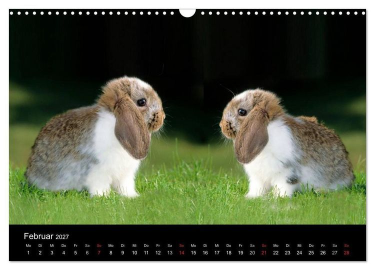 Produktbild: Zwergkaninchen (Wandkalender 2027 DIN A3 quer), CALVENDO Monatskalender