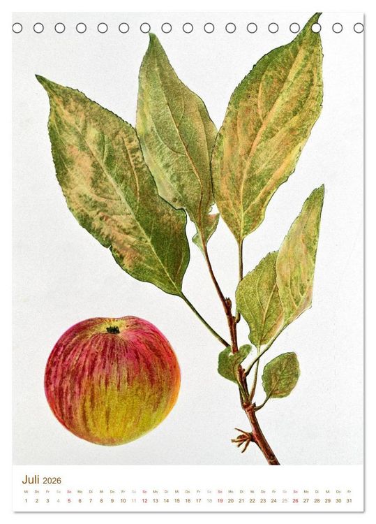Produktbild: Obstb&auml;ume: Botanische Zeichnungen und historische Stiche (Tischkalender 2026 DIN A5 hoch), CALVENDO Monatskalender
