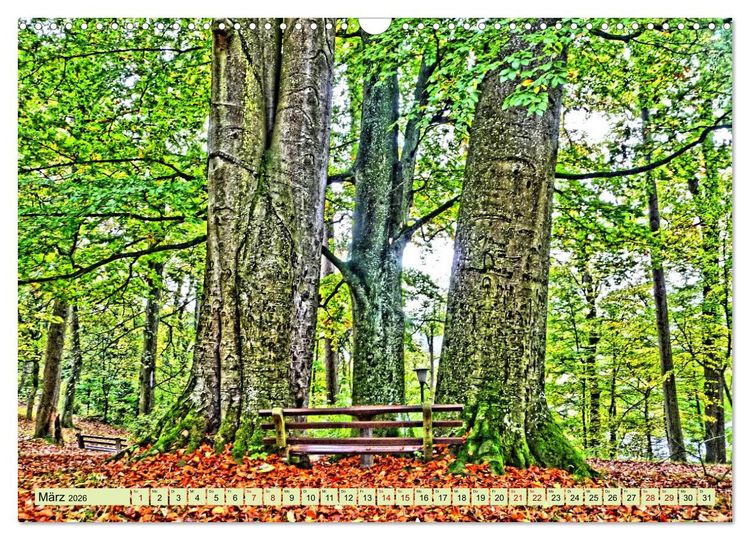 Produktbild: Verwunschene Waldtr&auml;ume: Ein Kalender voller Magie (Wandkalender 2026 DIN A3 quer), CALVENDO Monatskalender