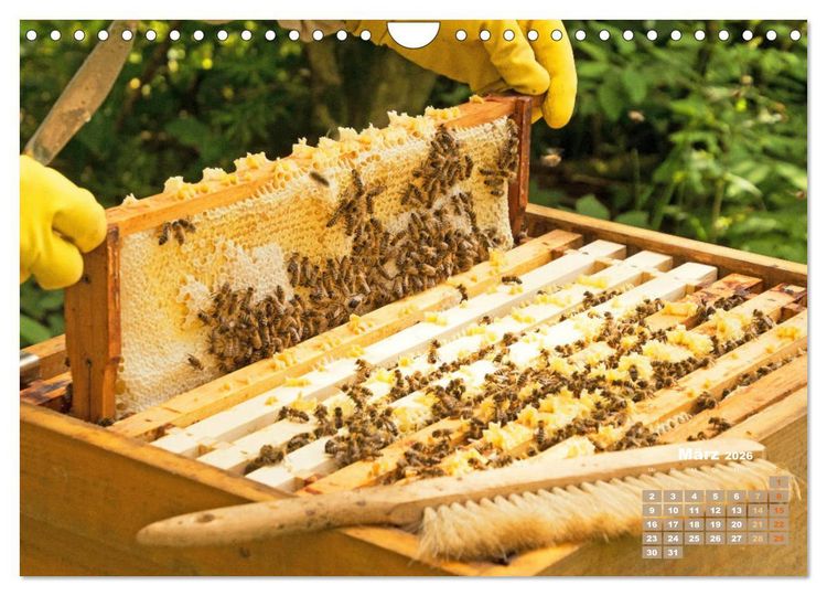 Produktbild: Ein Leben f&uuml;r den Honig - Bienen und Imker (Wandkalender 2026 DIN A4 quer), CALVENDO Monatskalender