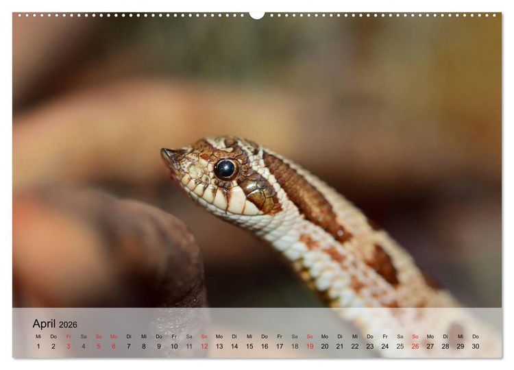 Produktbild: Kleine Reptilien (Wandkalender 2026 DIN A2 quer), CALVENDO Monatskalender