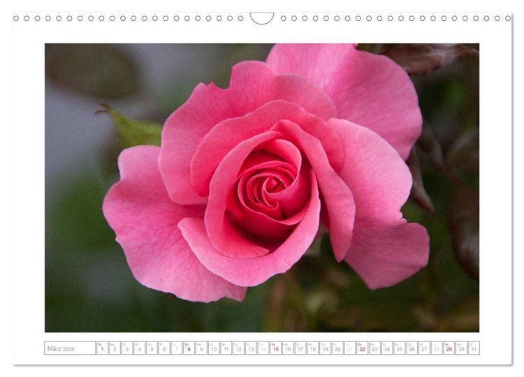 Produktbild: Rosen Schleswig-Holsteins (Wandkalender 2026 DIN A3 quer), CALVENDO Monatskalender