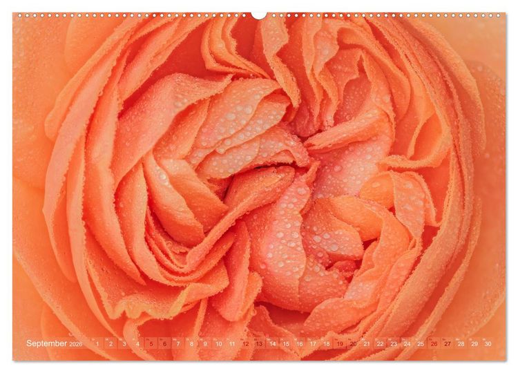 Produktbild: Rosen im Morgentau (Wandkalender 2026 DIN A2 quer), CALVENDO Monatskalender