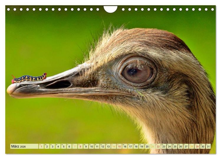 Produktbild: Lustig und verr&uuml;ckt - der ganz andere Tierkalender (Wandkalender 2026 DIN A4 quer), CALVENDO Monatskalender