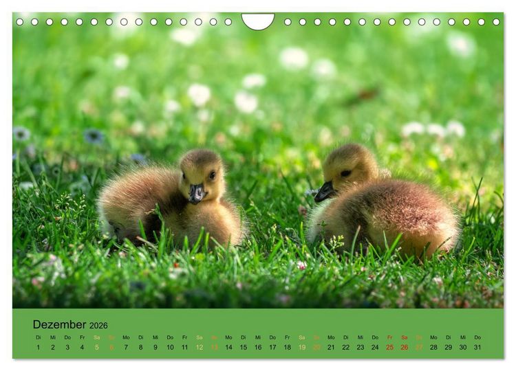 Produktbild: Bezaubernde Tierwelt in freier Natur (Wandkalender 2026 DIN A4 quer), CALVENDO Monatskalender
