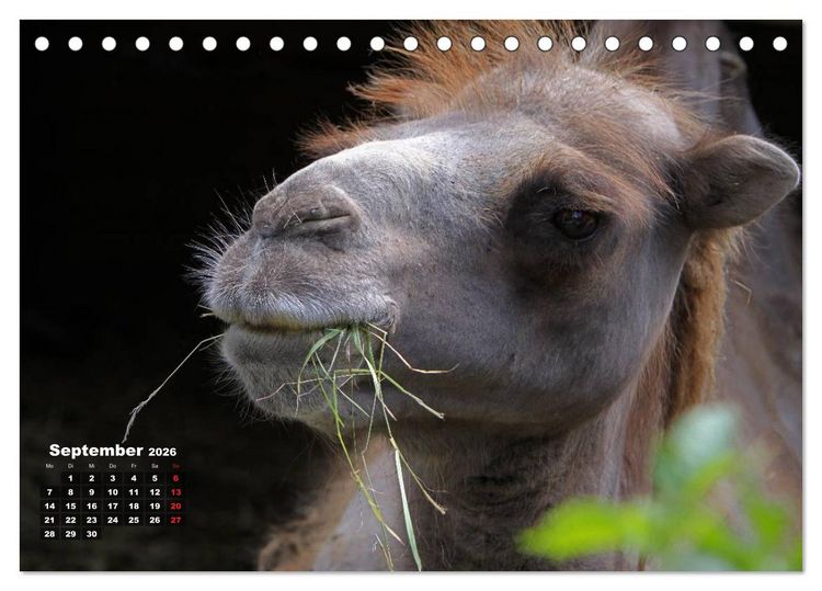 Produktbild: Kamele (Tischkalender 2026 DIN A5 quer), CALVENDO Monatskalender