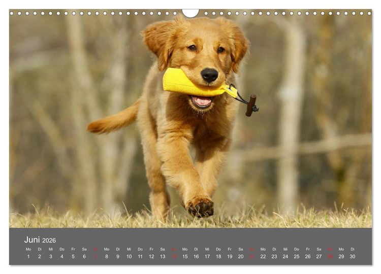 Produktbild: Chesley Kleiner Hund grosse Abenteuer (Wandkalender 2026 DIN A3 quer), CALVENDO Monatskalender