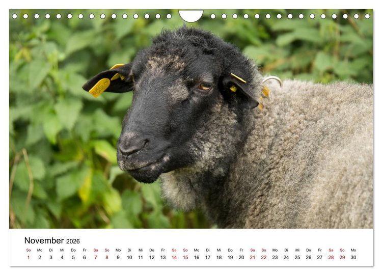 Produktbild: Alte Nutztierrassen 2026 (Wandkalender 2026 DIN A4 quer), CALVENDO Monatskalender