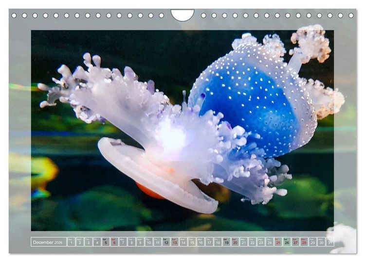 Produktbild: In the world of the medusae (Wall Calendar 2026 DIN A4 landscape), CALVENDO 12 Month Wall Calendar