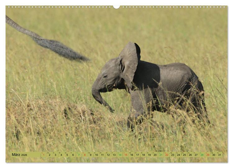 Produktbild: Afrika - im Reich der Elefanten (hochwertiger Premium Wandkalender 2026 DIN A2 quer), Kunstdruck in Hochglanz