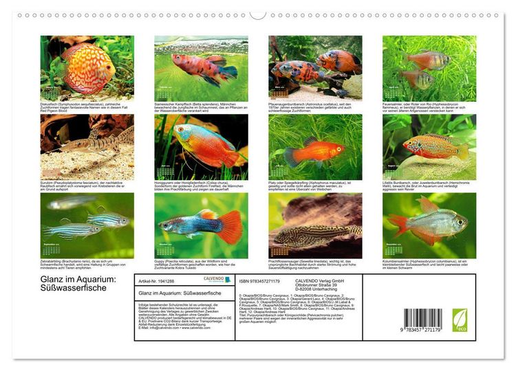 Produktbild: Glanz im Aquarium: S&uuml;&szlig;wasserfische (hochwertiger Premium Wandkalender 2026 DIN A2 quer), Kunstdruck in Hochglanz