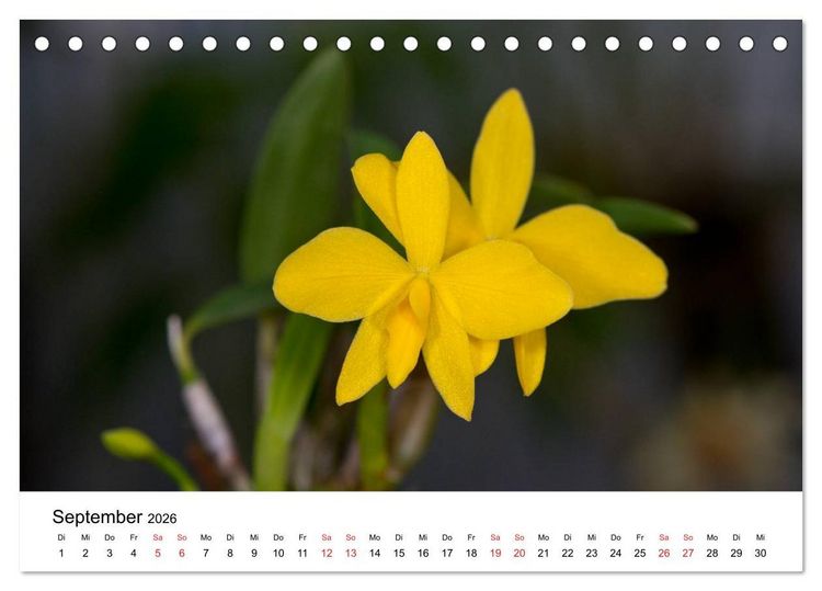Produktbild: Vielfalt der Orchideen (Tischkalender 2026 DIN A5 quer), CALVENDO Monatskalender