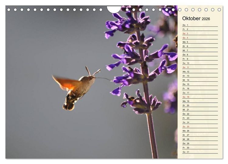Produktbild: Faszinierende Taubenschw&auml;nzchen (Wandkalender 2026 DIN A4 quer), CALVENDO Monatskalender