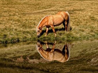 Produktbild: CALVENDO Puzzle Ein Motiv aus dem Kalender Pferde - Hobby und Leidenschaft | 1000 Teile Lege-Gr&ouml;&szlig;e 64x48cm Foto-Puzzle f&uuml;r gl&uuml;ckliche Stunden