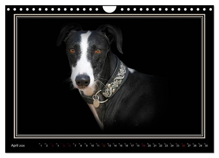 Produktbild: Galgo Espa&ntilde;ol 2026- Der spanische Windhund (Wandkalender 2026 DIN A4 quer), CALVENDO Monatskalender