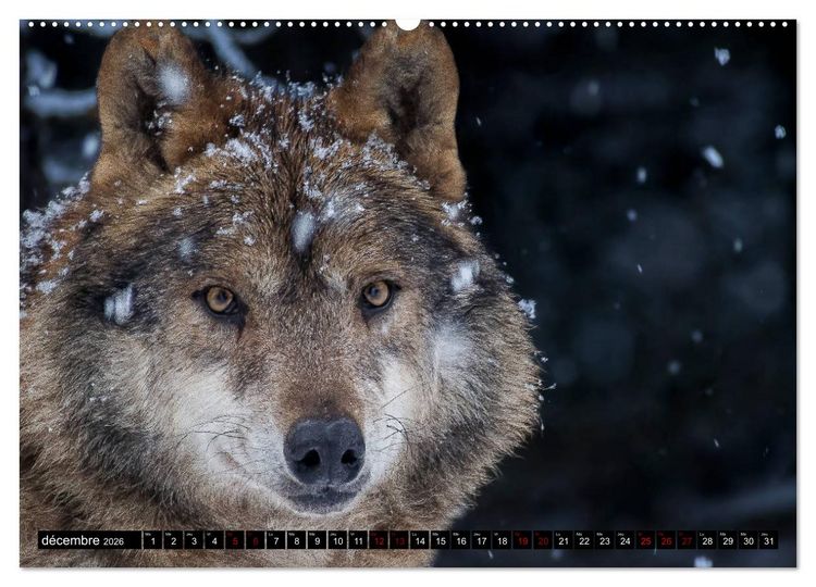 Produktbild: Le loup: l'esprit sauvage (Calendrier mural 2026 DIN A2 vertical) calendrier de bureau