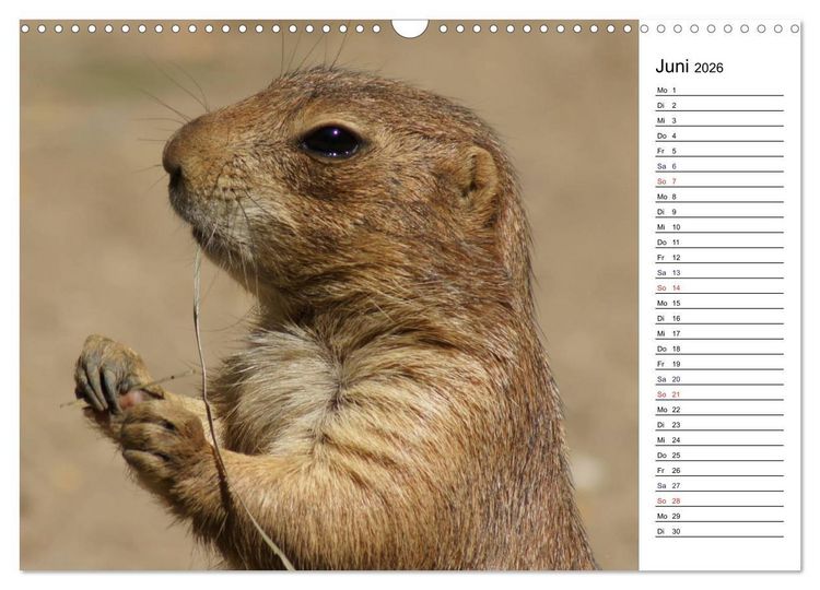 Produktbild: Faszinierende Tierportraits (Wandkalender 2026 DIN A3 quer), CALVENDO Monatskalender