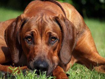 Produktbild: CALVENDO Puzzle Ein Motiv aus dem Kalender Ridgebacks - Hunde aus Afrika | 1000 Teile Lege-Gr&ouml;&szlig;e 64x48cm Foto-Puzzle f&uuml;r gl&uuml;ckliche Stunden