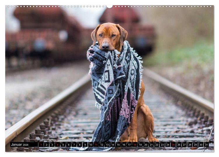 Produktbild: Ridgeback King (Wandkalender 2026 DIN A2 quer), CALVENDO Monatskalender