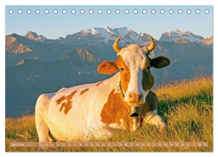 Produktbild: Kuh-Idylle: Suchen Sie die Ruhe in der Natur? (Tischkalender 2026 DIN A5 quer), CALVENDO Monatskalender