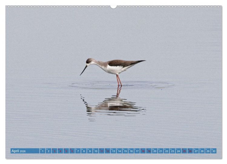 Produktbild: V&ouml;gel der Algarve (hochwertiger Premium Wandkalender 2026 DIN A2 quer), Kunstdruck in Hochglanz