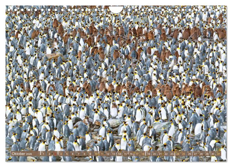 Produktbild: Pinguine: Gehupft wie gesprungen (Wandkalender 2026 DIN A4 quer), CALVENDO Monatskalender