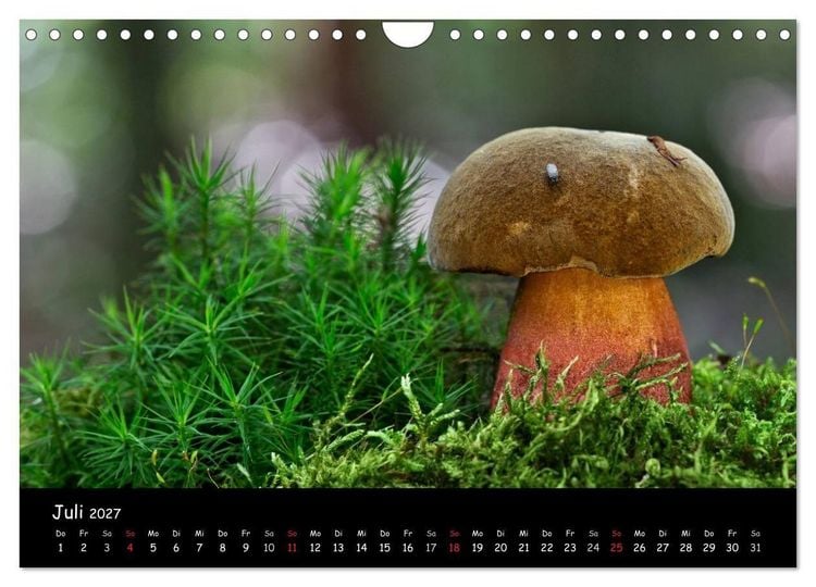 Produktbild: Pilzgalerie (Wandkalender 2027 DIN A4 quer), CALVENDO Monatskalender