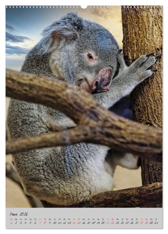 Produktbild: Koala, kleiner B&auml;r (Wandkalender 2026 DIN A2 hoch), CALVENDO Monatskalender