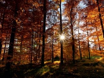 Produktbild: CALVENDO Puzzle Sonnenstrahlen im herbstlichen Wald | 1000 Teile Lege-Gr&ouml;&szlig;e 64x48cm Foto-Puzzle f&uuml;r gl&uuml;ckliche Stunden