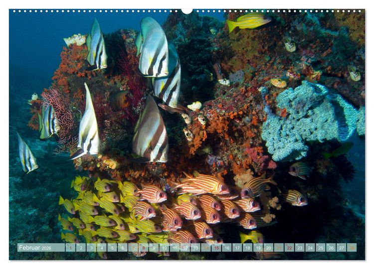 Produktbild: Raja Ampat - Impressionen (Wandkalender 2026 DIN A2 quer), CALVENDO Monatskalender