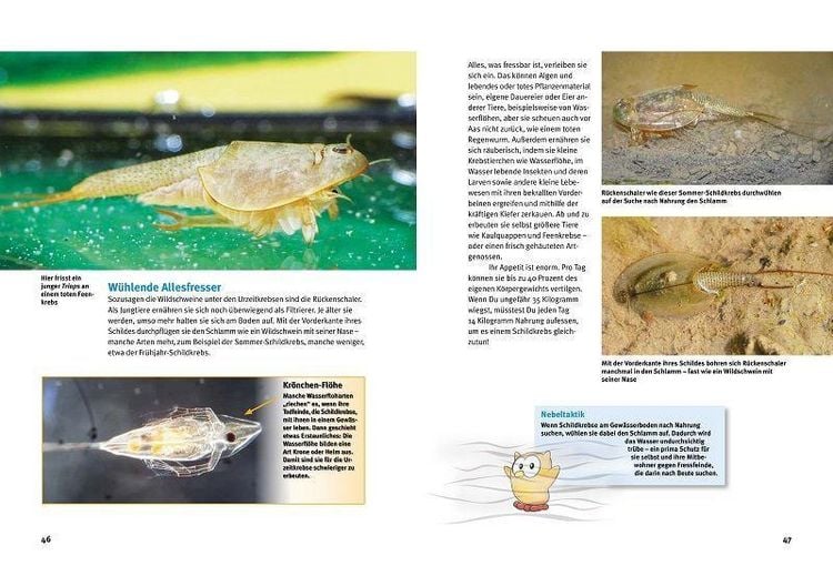Produktbild: Entdecke die Urzeitkrebse