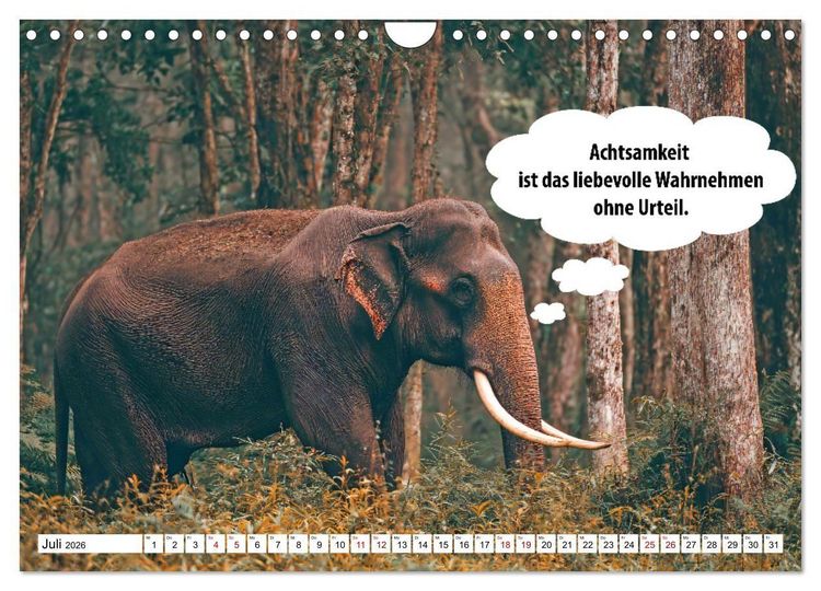 Produktbild: Stille Pfoten, weise Worte - Tiere zeigen dir den Weg zu mehr Gelassenheit (Wandkalender 2026 DIN A4 quer), CALVENDO Monatskalender