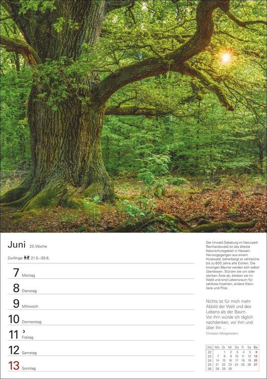 Produktbild: B&auml;ume Wochenplaner 2027 - 53 stimmungsvolle Fotografien