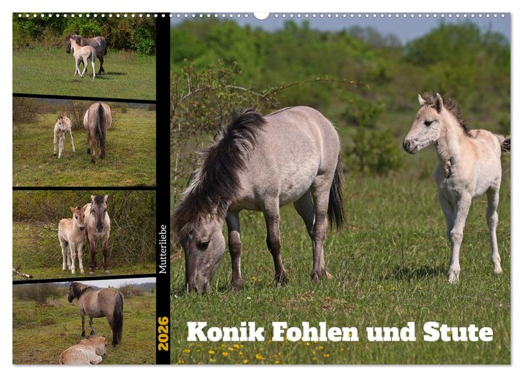 Produktbild: Mutterliebe - Konik Fohlen und Stute (Wandkalender 2026 DIN A2 quer), CALVENDO Monatskalender