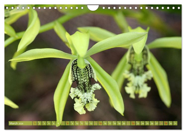 Produktbild: Orchid - A Flower Wonder (Wall Calendar 2026 DIN A4 landscape), CALVENDO 12 Month Wall Calendar