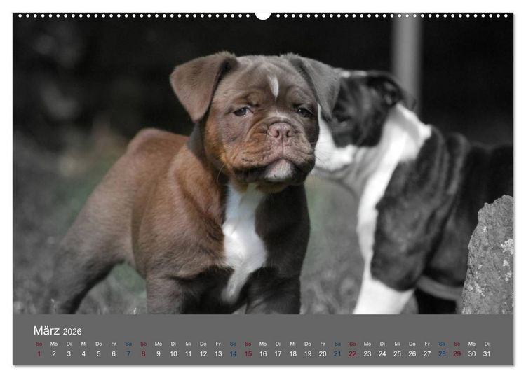 Produktbild: Bulldoggen-Zwerge (hochwertiger Premium Wandkalender 2026 DIN A2 quer), Kunstdruck in Hochglanz