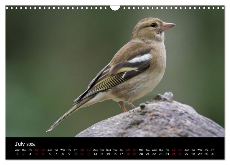 Produktbild: Popular garden birds of the united kingdom (Wall Calendar 2026 DIN A3 landscape), CALVENDO 12 Month Wall Calendar