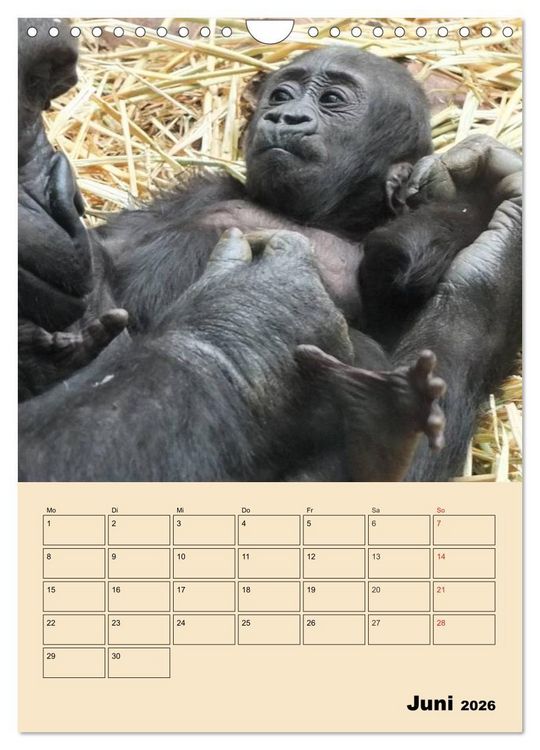 Produktbild: Gorillas (Wandkalender 2026 DIN A4 hoch), CALVENDO Monatskalender
