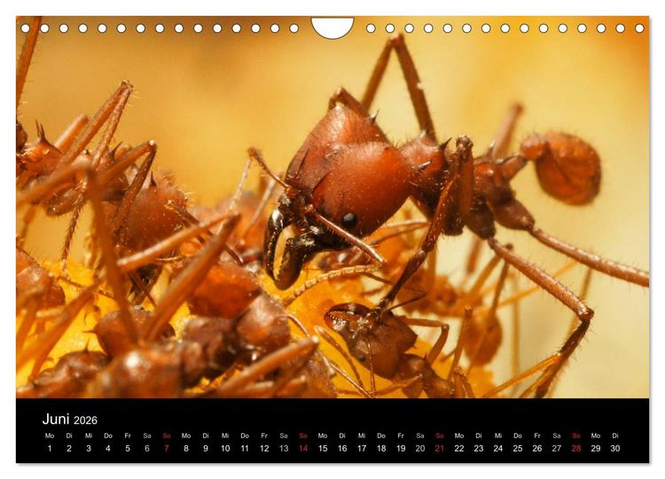 Produktbild: Atta sexdens - Blattschneiderameise (Wandkalender 2026 DIN A4 quer), CALVENDO Monatskalender