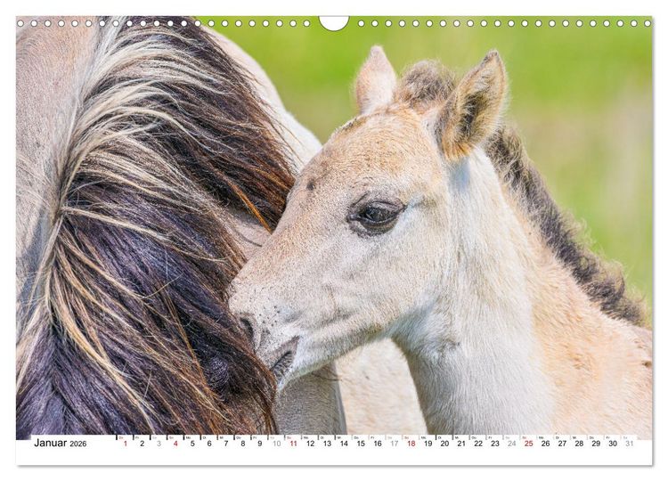 Produktbild: Ein Herz f&uuml;r Wildpferde (Wandkalender 2026 DIN A3 quer), CALVENDO Monatskalender
