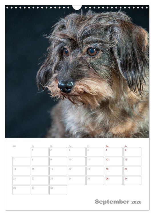 Produktbild: Dackelportraits (Wandkalender 2026 DIN A3 hoch), CALVENDO Monatskalender