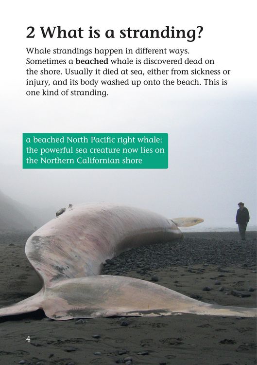 Produktbild: Whale Strandings: A Mystery of Nature