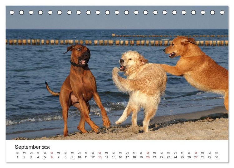 Produktbild: Ridgebacks - Hunde aus Afrika (Tischkalender 2026 DIN A5 quer), CALVENDO Monatskalender