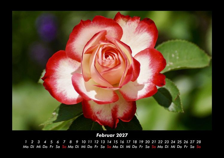 Produktbild: Blumenzauber 2027 Fotokalender DIN A3