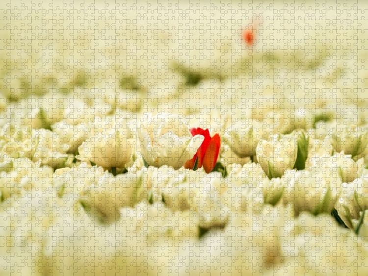 Produktbild: CALVENDO Puzzle Schneewei&szlig;e und rosarote Tulpen in Julianadorp | 1000 Teile Lege-Gr&ouml;&szlig;e 64x48cm Foto-Puzzle f&uuml;r gl&uuml;ckliche Stunden