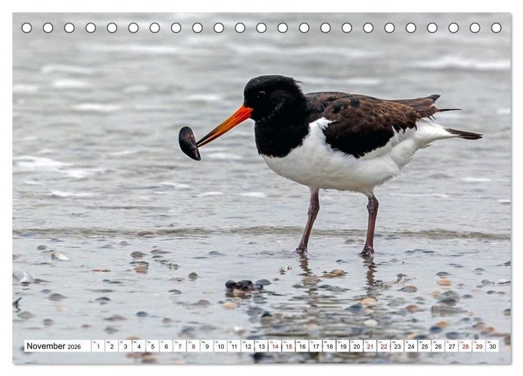 Produktbild: Wintertage auf Norderney (Tischkalender 2026 DIN A5 quer), CALVENDO Monatskalender