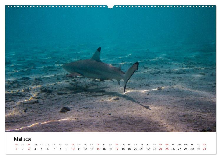 Produktbild: Unterwasserwelt der Malediven III (hochwertiger Premium Wandkalender 2026 DIN A2 quer), Kunstdruck in Hochglanz