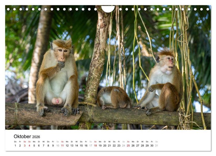 Produktbild: Urlaub in Sri Lanka - Reise durch Asien, Kultur und Natur (Wandkalender 2026 DIN A4 quer), CALVENDO Monatskalender